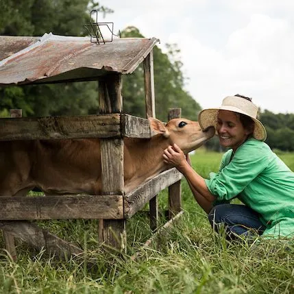 thumbnail for publication: Preconditioning Calves Using Co-products